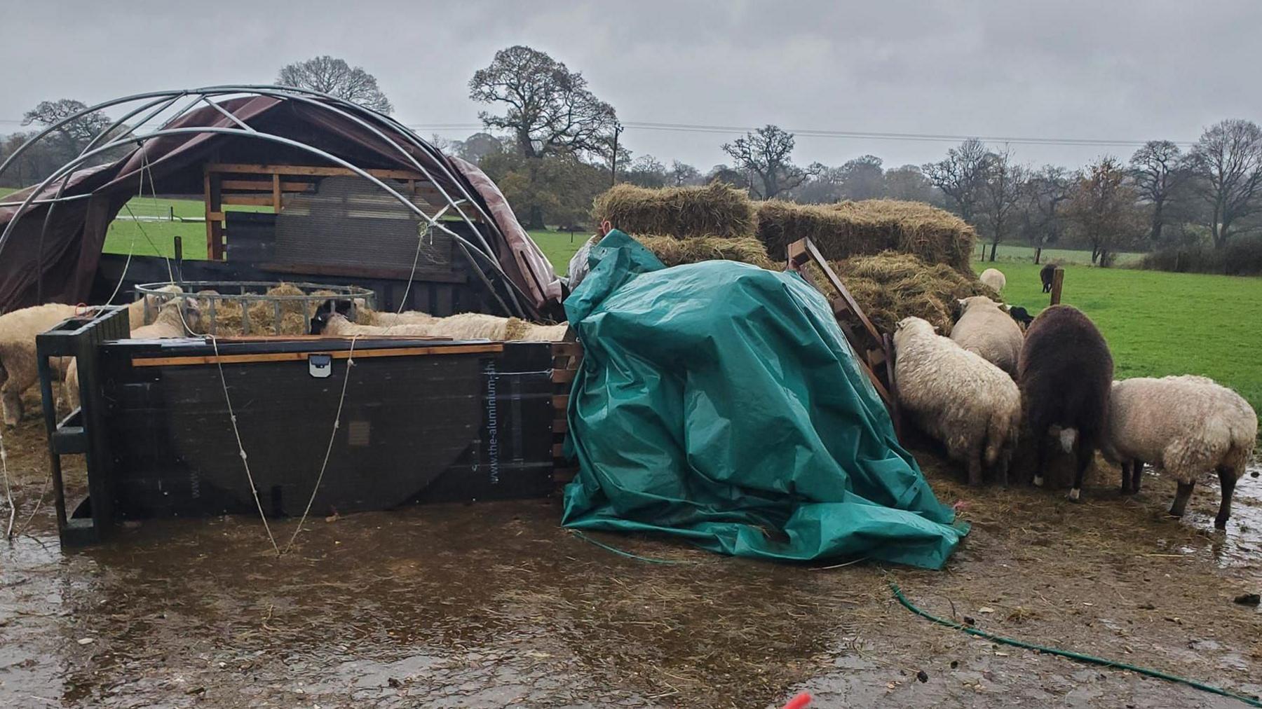 A brown shelter in a muddy field with blue tarp. Sheep are eating the wet hay. 