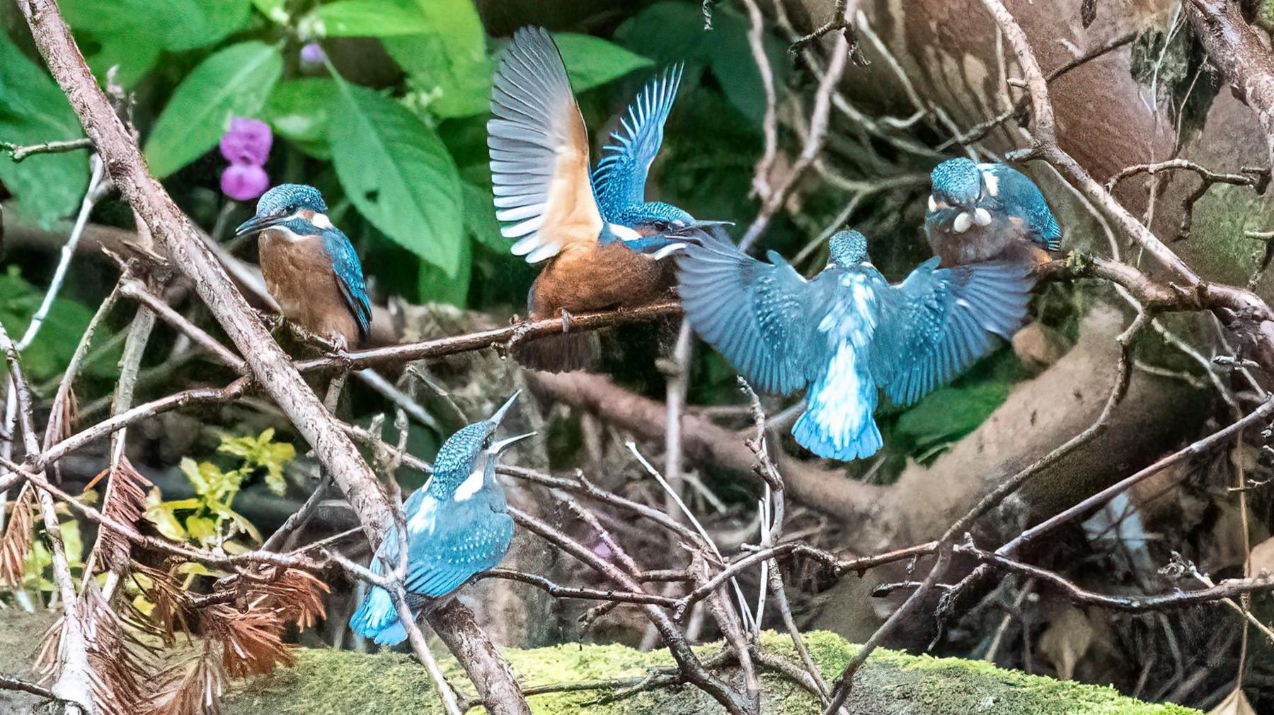 Kingfishers at Linn Park.