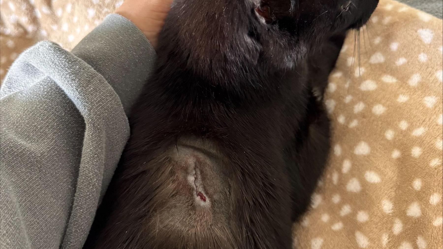 A stitched-up wound on a shaved spot on a black cat's back. The cat is lying on a beige and white spotty blanket and someone's hand is stroking the side of its face.