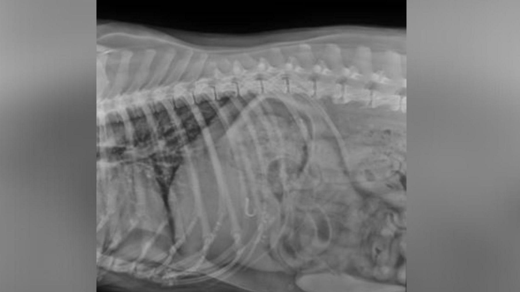 An x-ray of a fish hook lodged inside a dog's stomach.