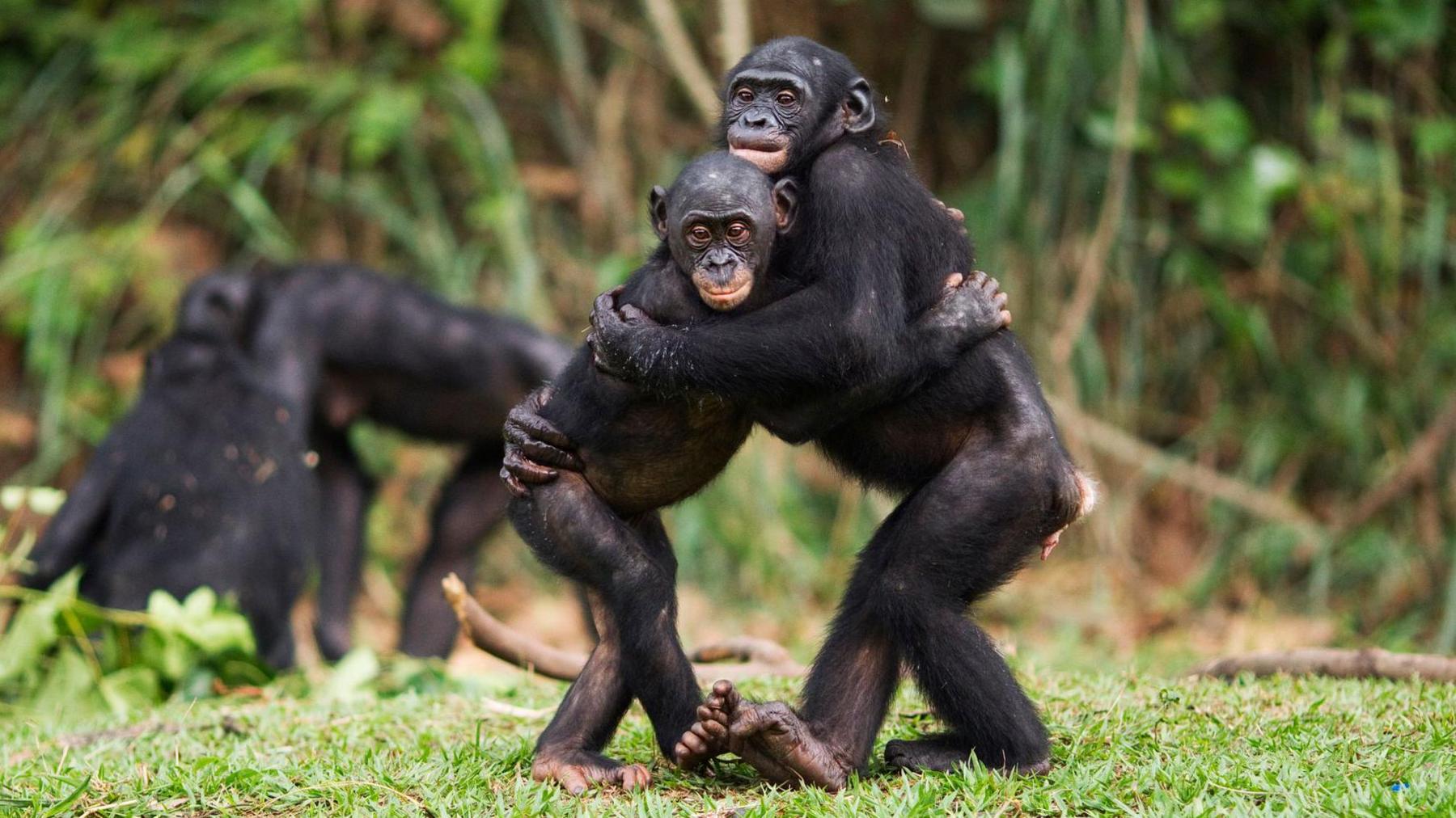 two bonobos hugging