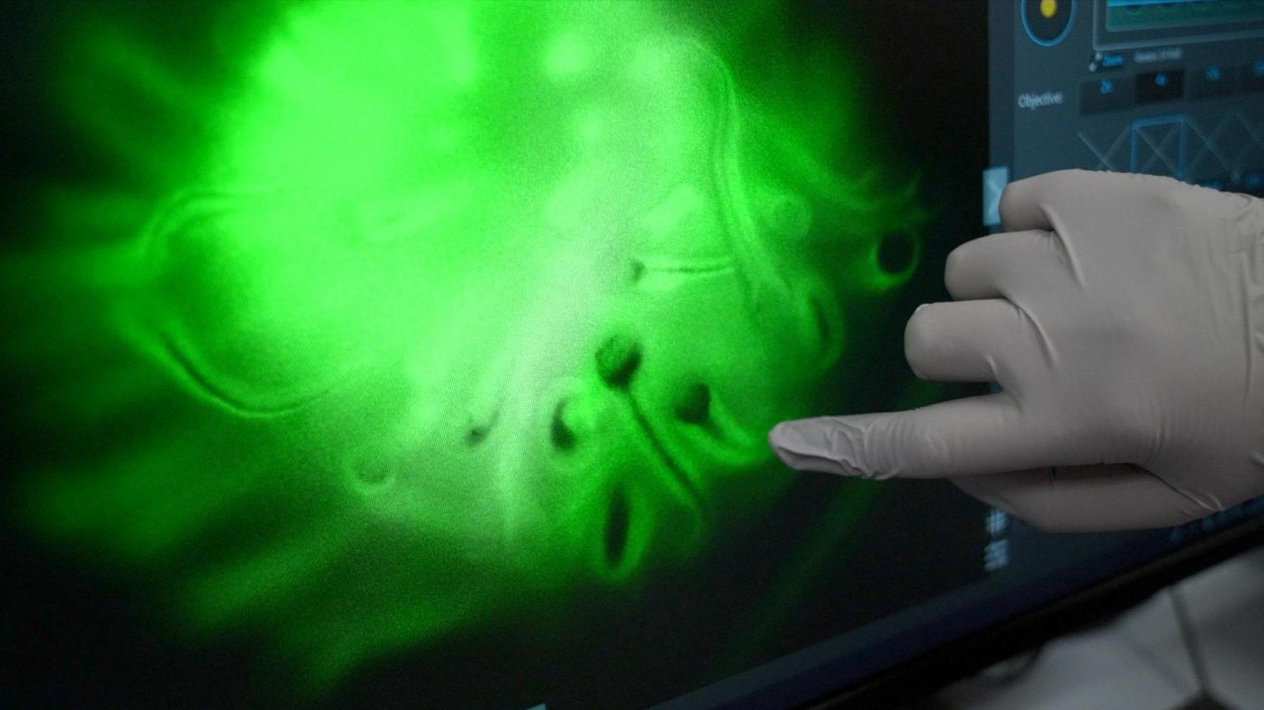 A tiny blob of artifically grown skin, illuminated in green