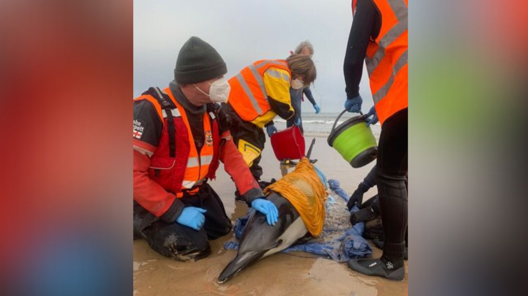 Cetacean rescue