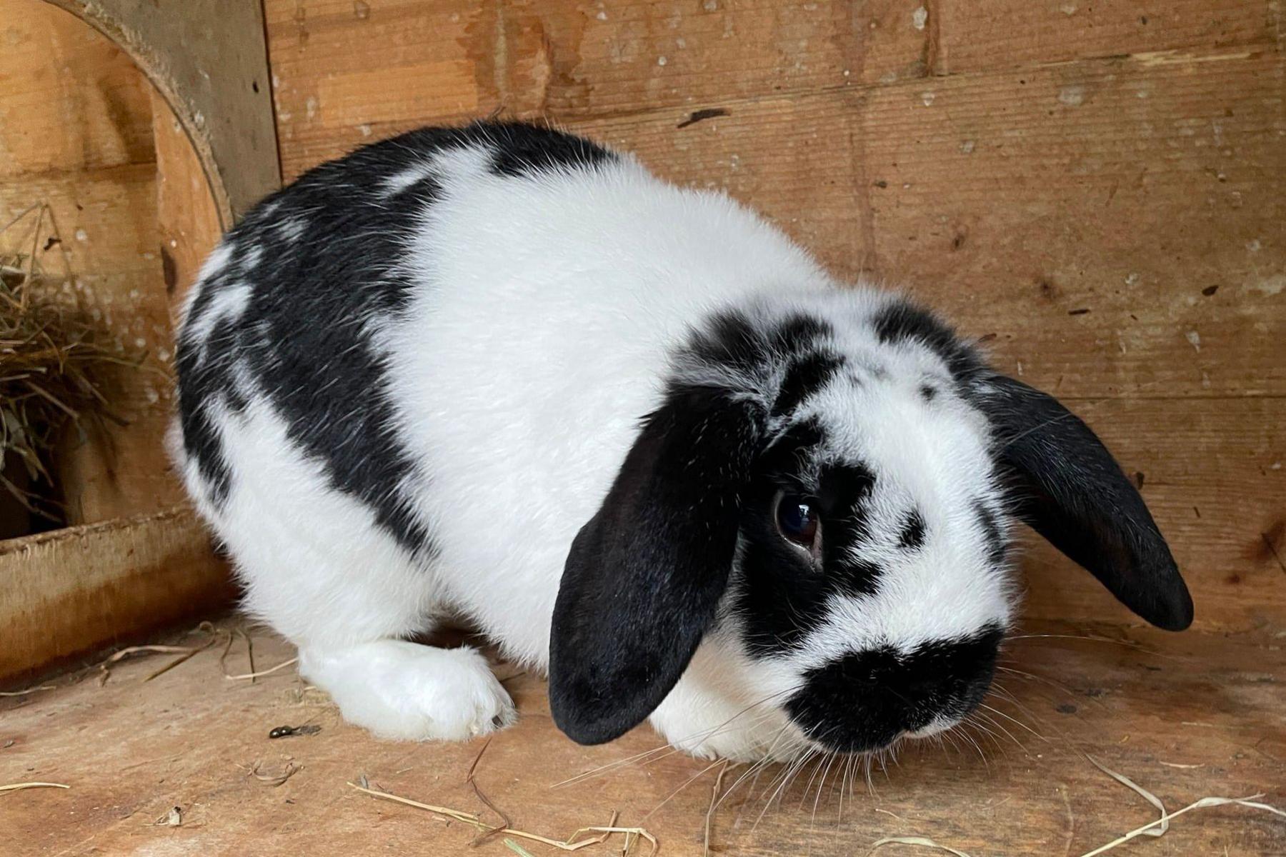 A black and white rabbit with lop ears sits inside a wooden hutch looking apprehensive