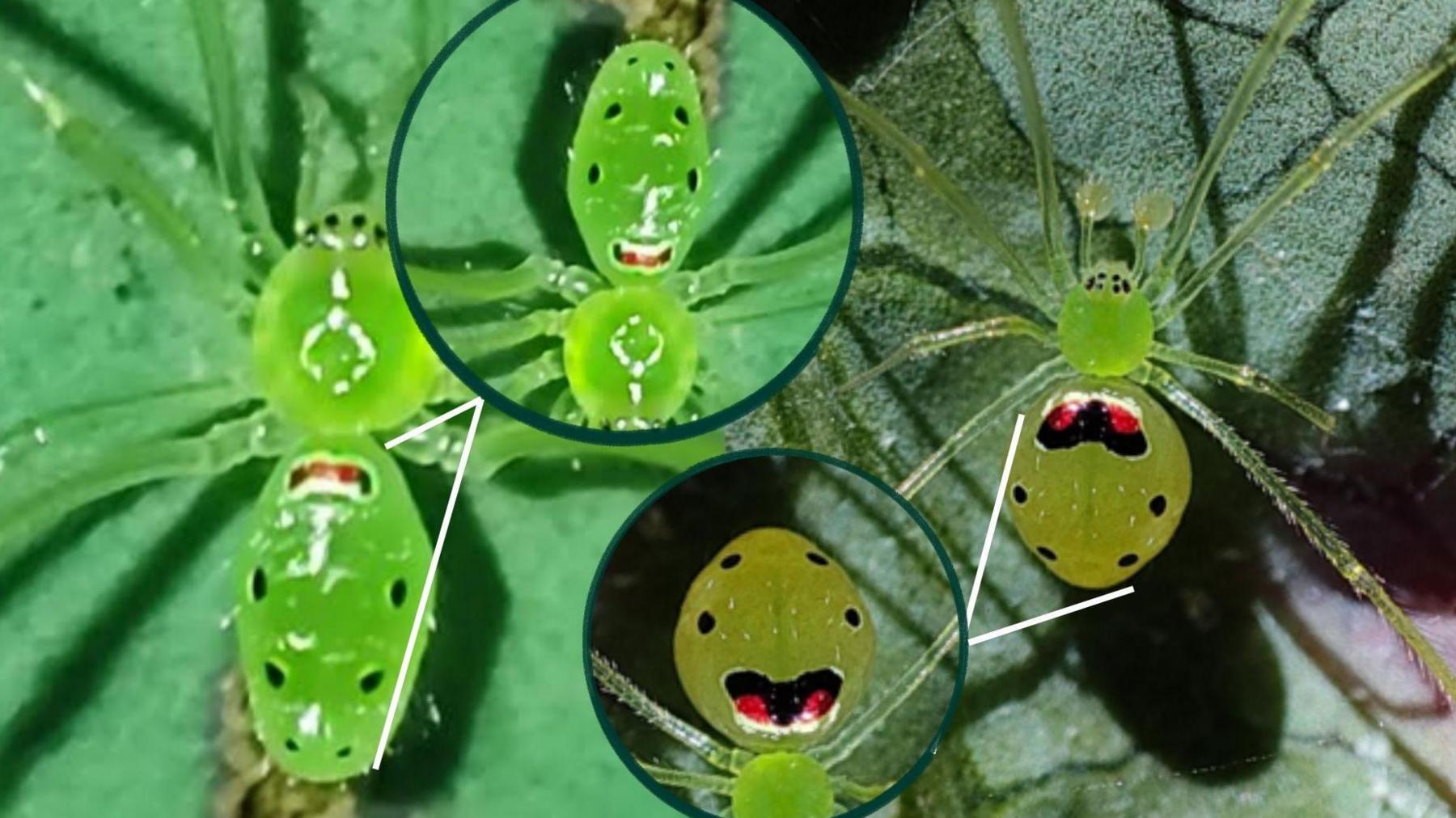 Theridion himalayana spiders with zoom on patterned backs.