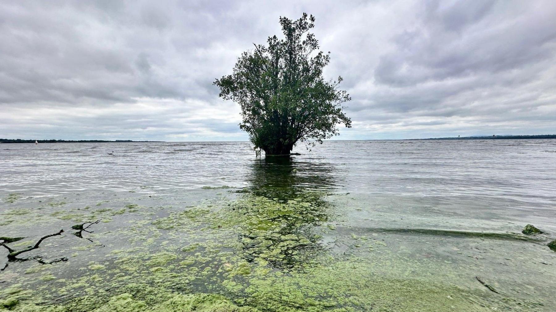 Antrim Lough Shore showing blue-green algae surrounding a tree out in the water