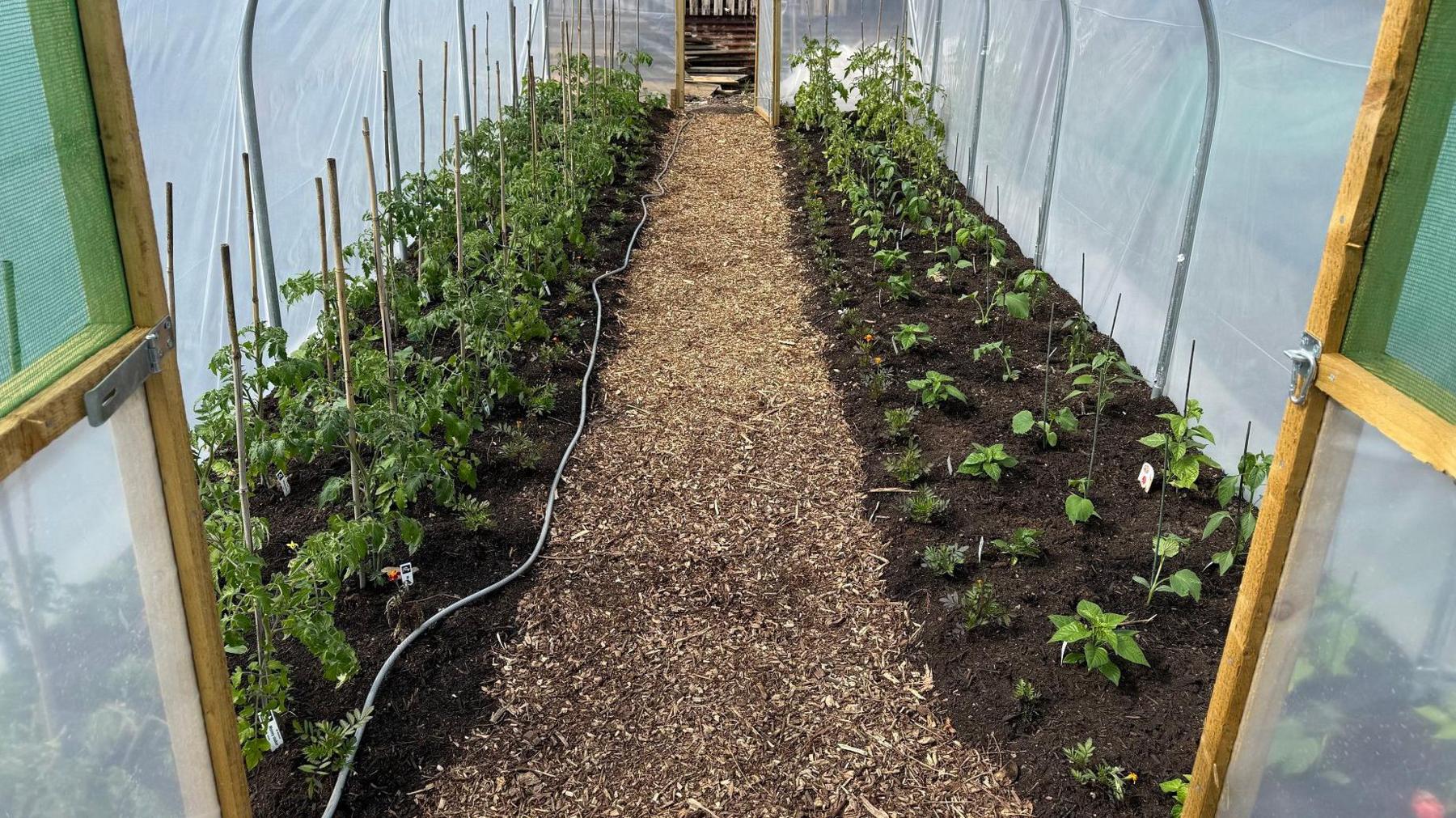 Green produce grows in soil on both sides of a path under a polytunnel