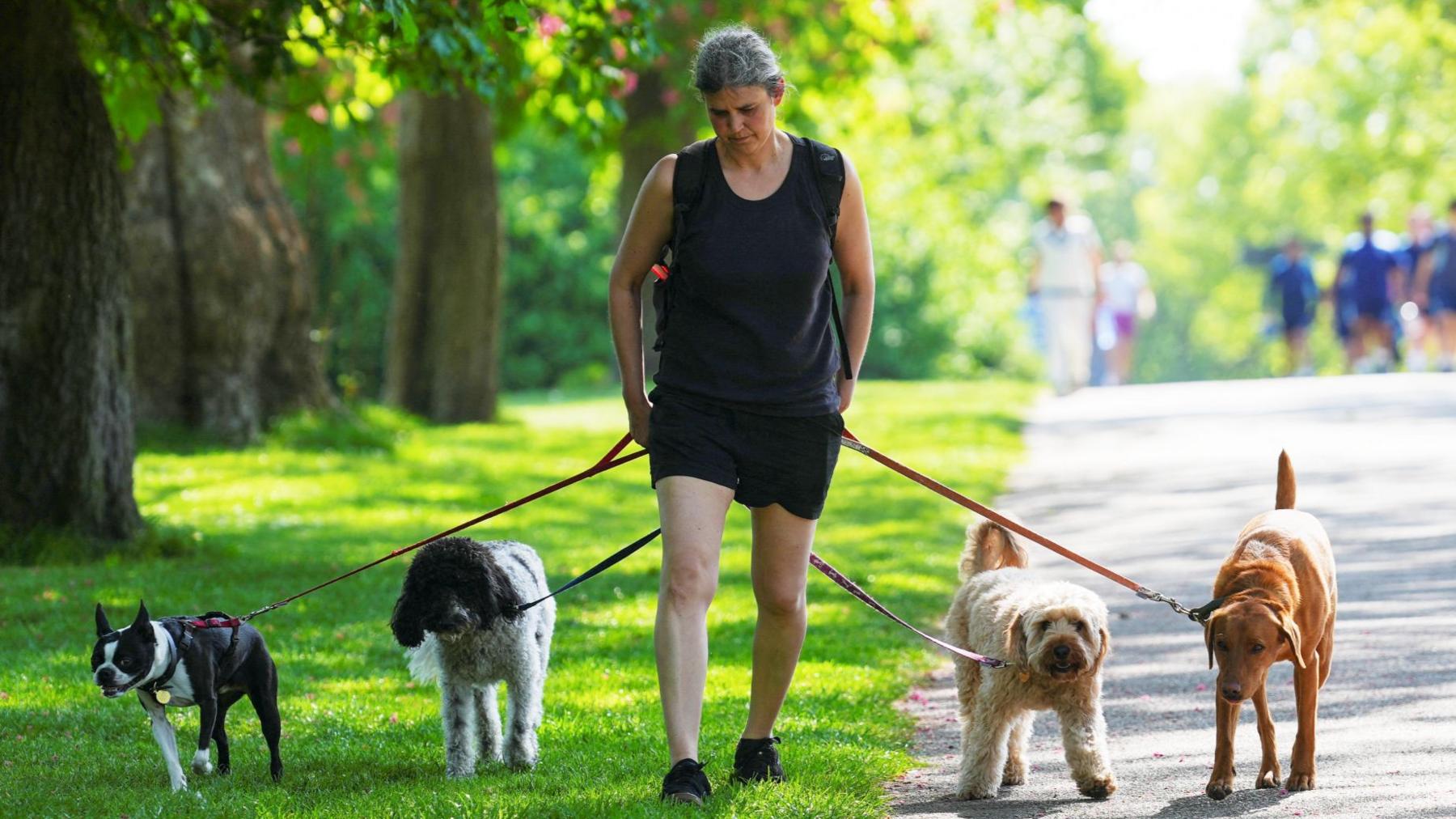 A woman walking 4 dogs in the shade in a park