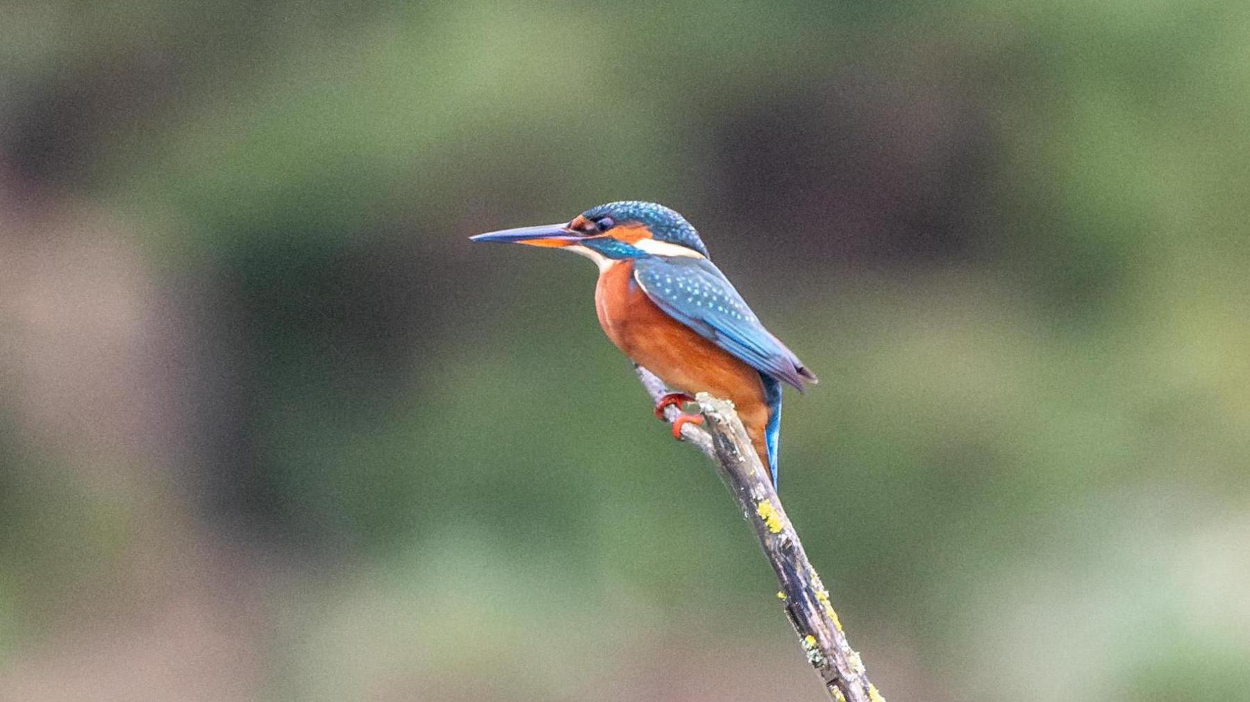 A kingfisher sits on a branch in the centre of the picture, the background of foliage is blurred, while the blue orange and white plumage is in sharp focus.