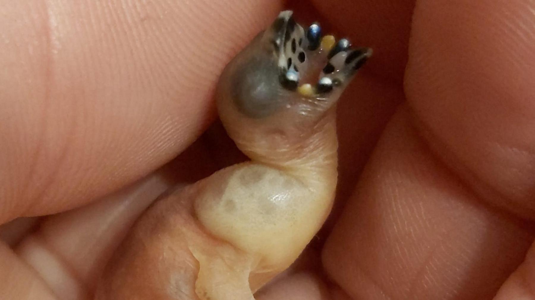 A Gouldian finch chick