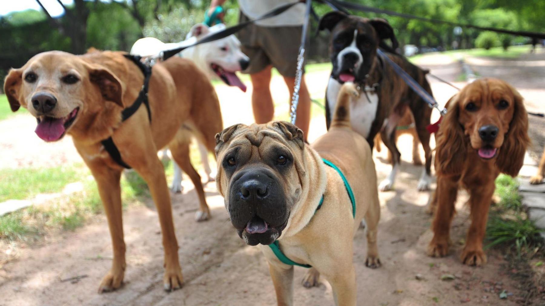 A group of dogs on leads. 