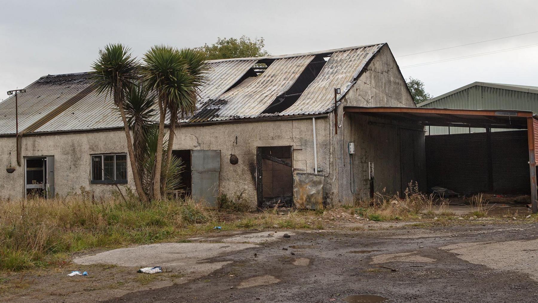 An unused outbuilding which has a metal roof with slats missing. The door has fire damage, and the rest of the building is grey with obvious signs of aging. There is also a group of palm trees at the front of the building, not damaged by the fire.