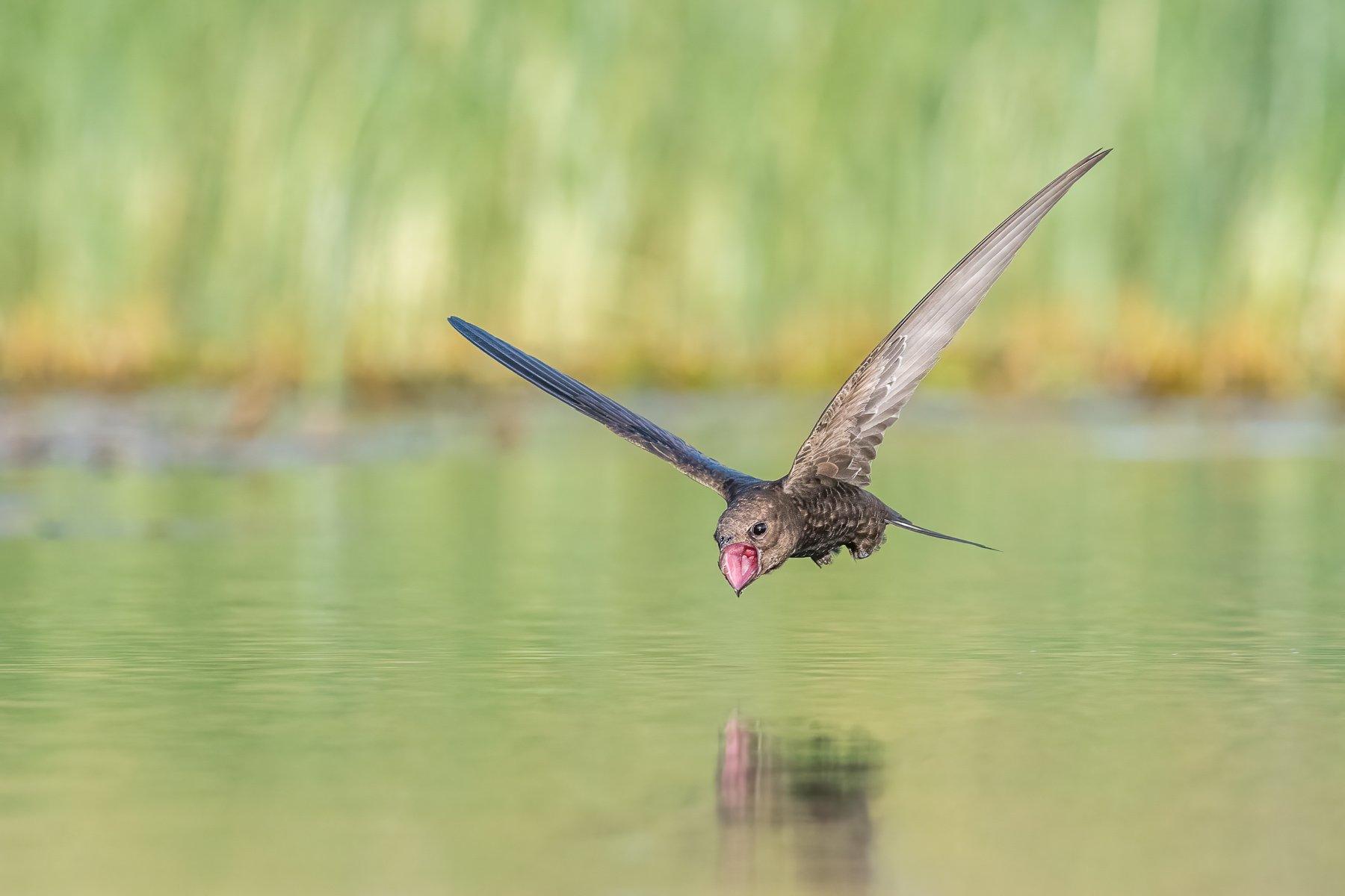 Common Swifts