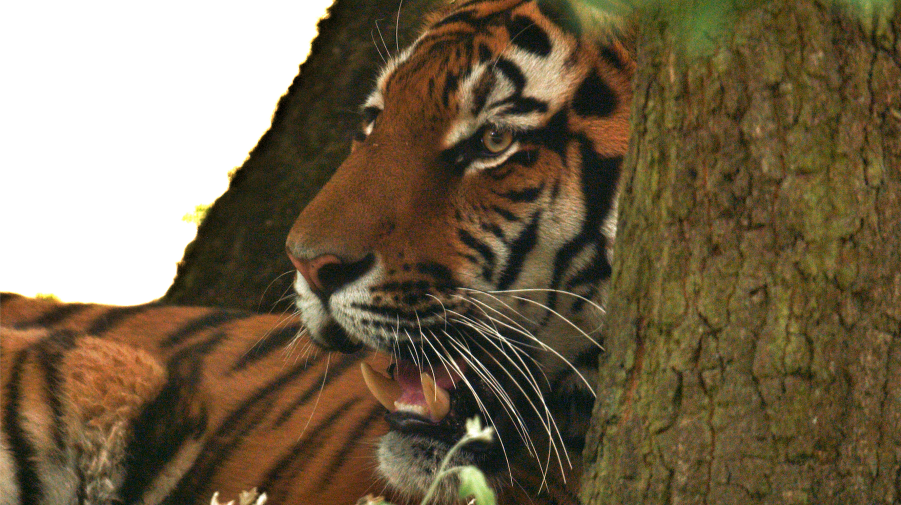 Close up image of the tiger