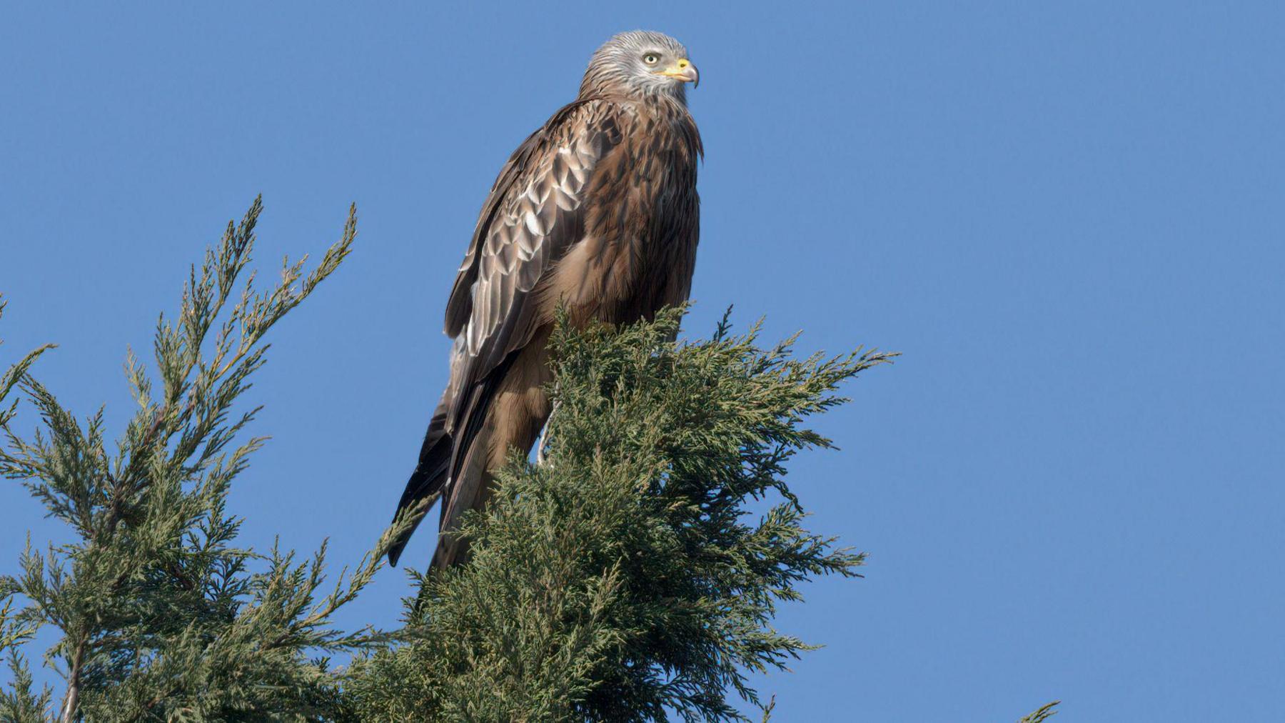 A red kite on top of a tree against a cloudless blue sky.