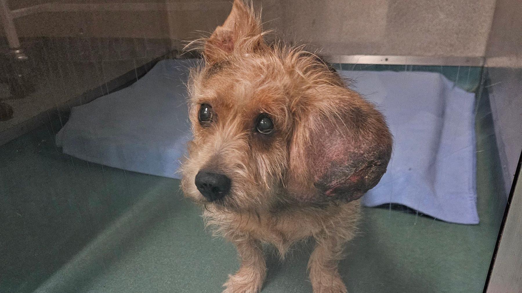 A small terrier dog is brown, black and white and is sitting in an enclosure with a blanket on the floor. He has a large growth on his head to the right of the picture near his ear