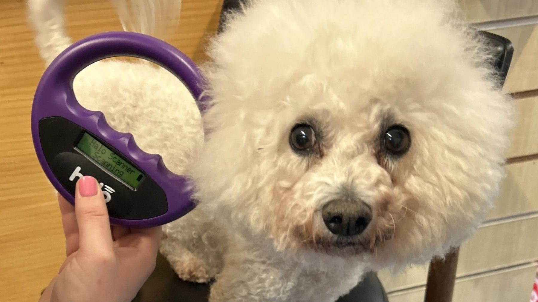 A small white fluffy dog stands on a chair whilst a purple microchip scanner is held near its back.