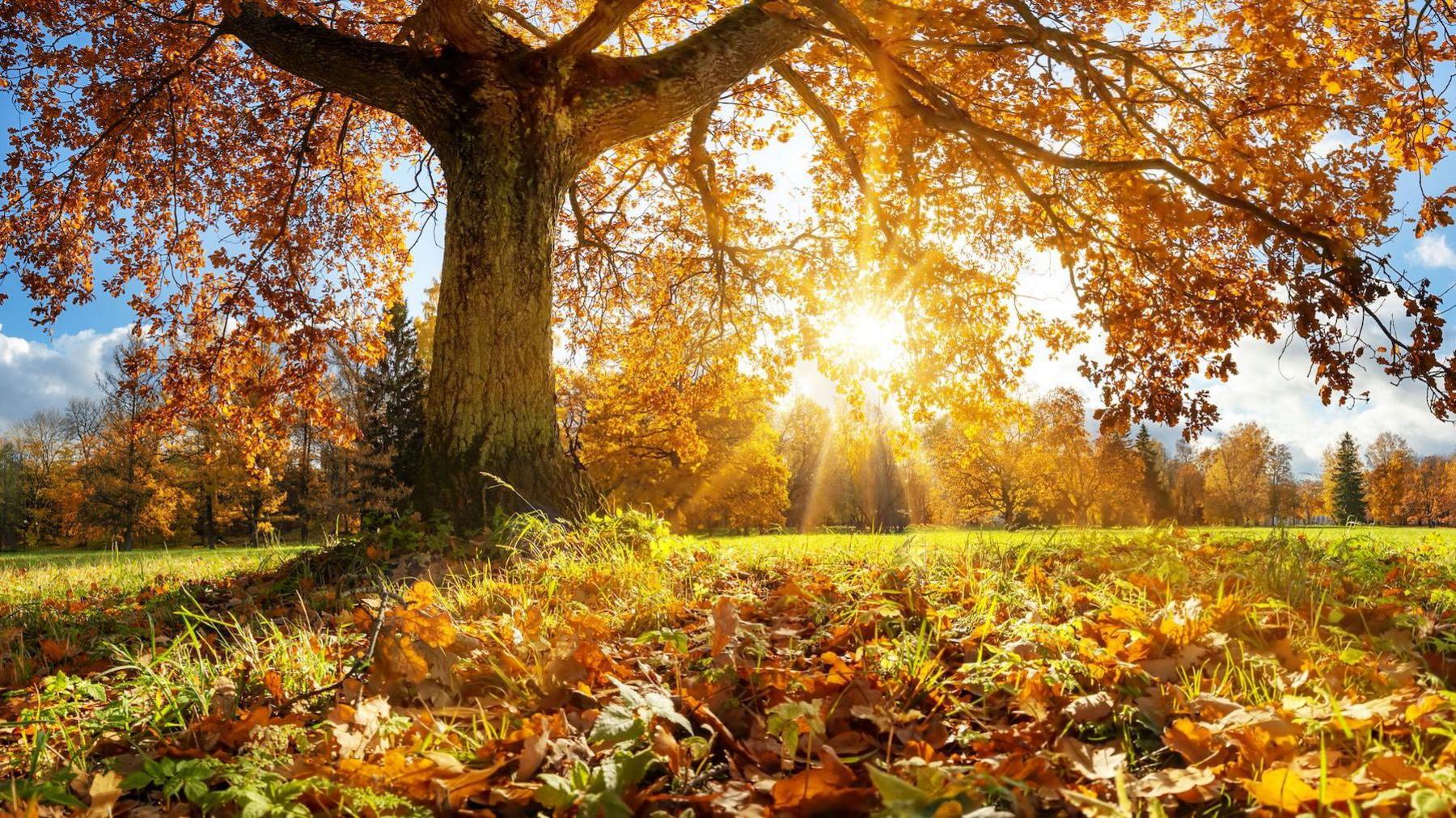 sunshine coming through the leaves of a tree in autumn, with lots of its leaves on the grass around it