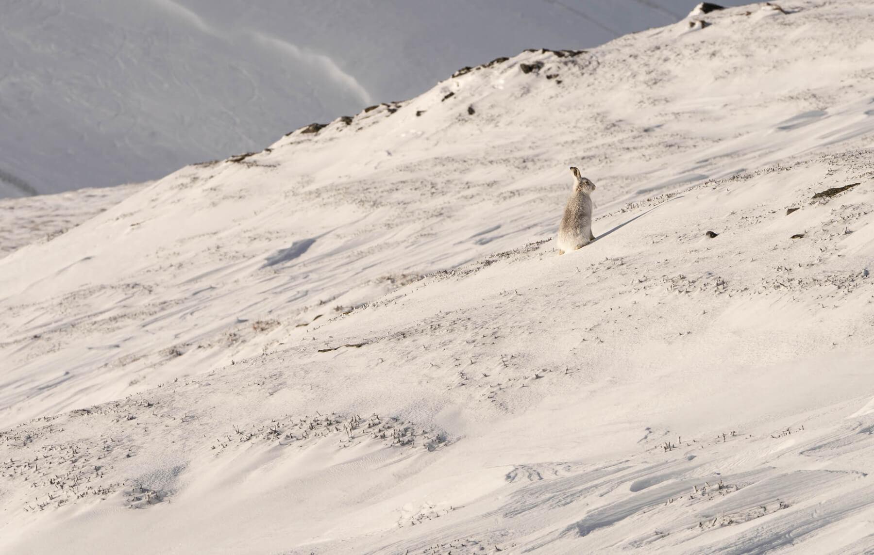 Mountain hare