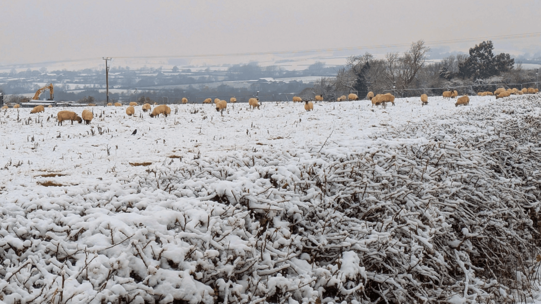 Weather Watcher Sheringham Gal captured sheep braving the cold snap in Frisby on the Wreake, near Melton Mowbray, Leicestershire