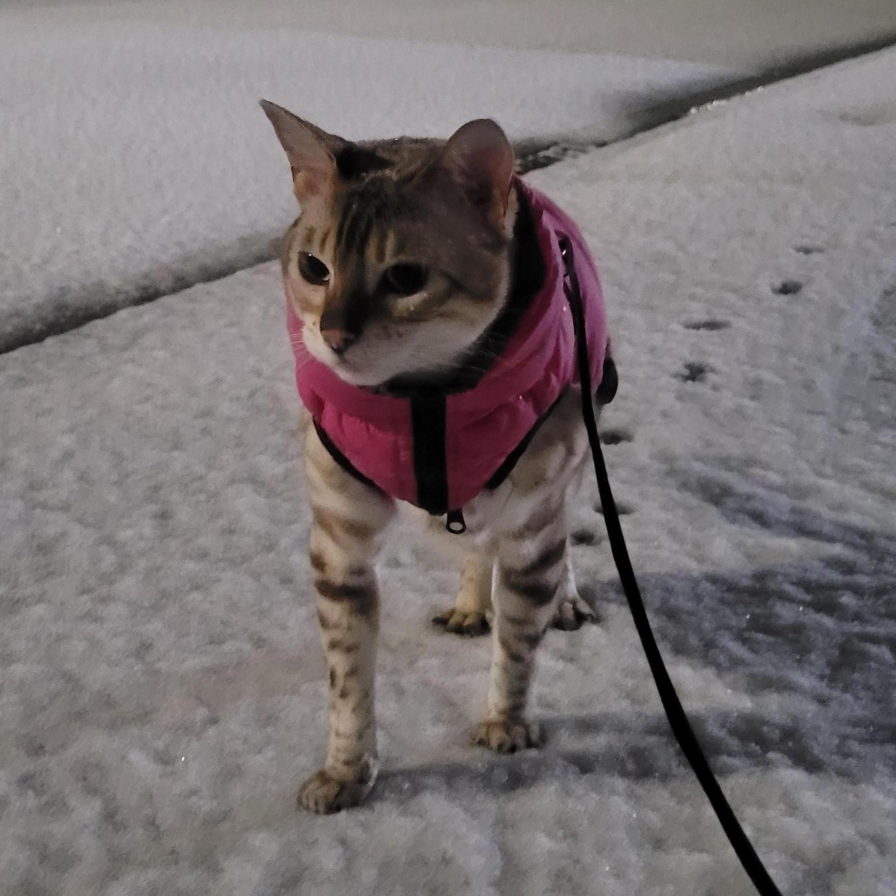 A cat wearing a pink gilet walks in the snow in Carnforth, Lancashire