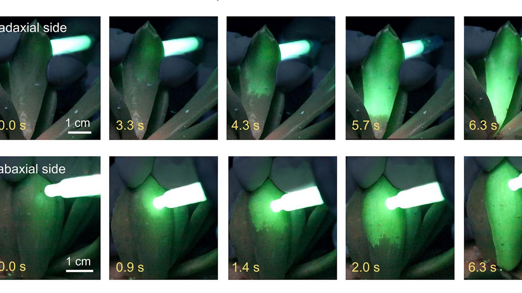 the process of injecting the succulent leaves