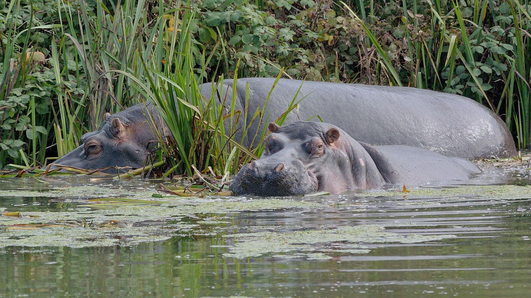 Two large grey hippos submerged in green pond water up to their noses. One is facing towards the left, and the other is looking towards the camera. In the background there are brambles, reeds and vegetation.