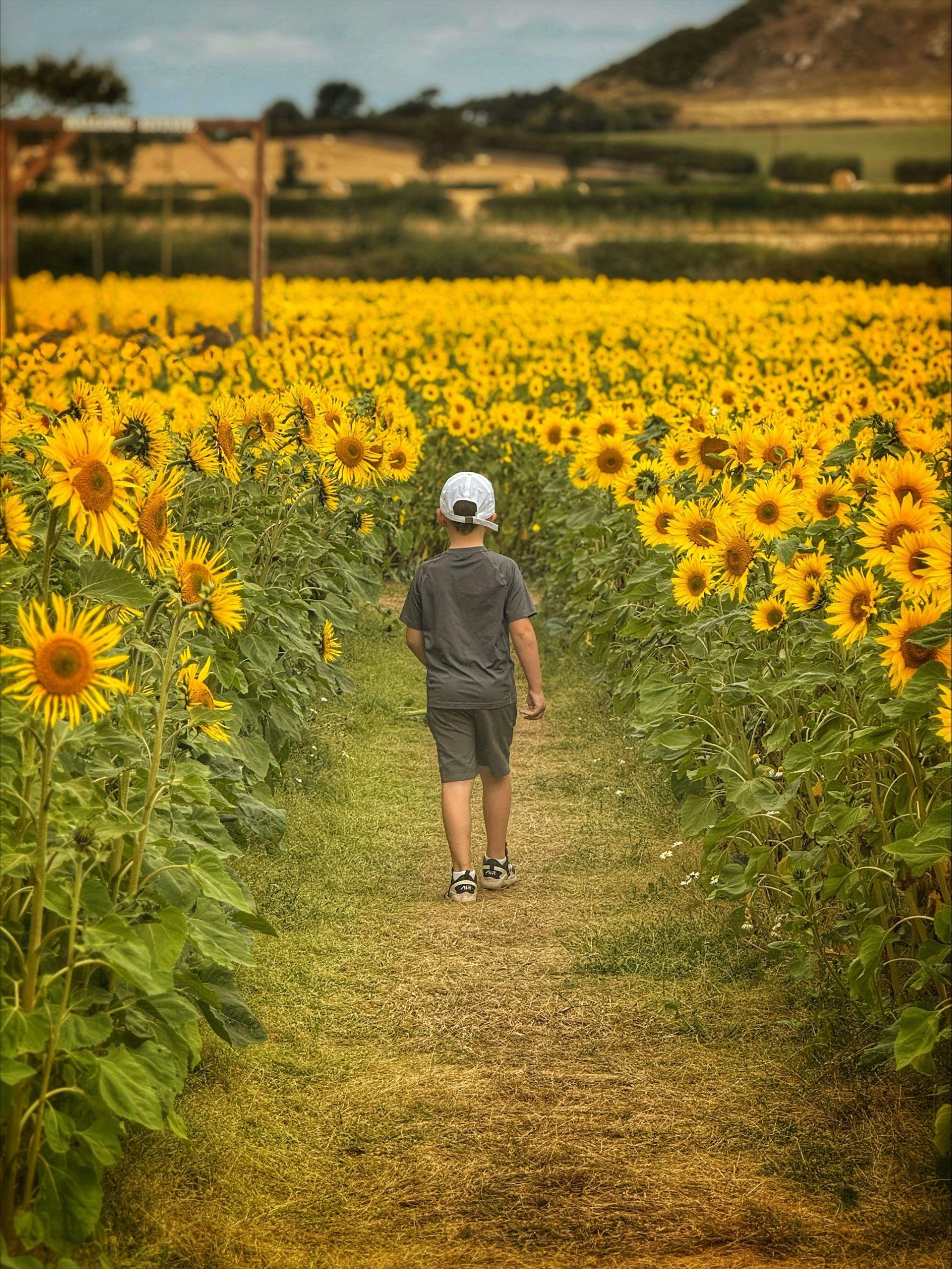 A young boy in a grey shorts set and a white cap walks along a trail between massive rows of sunflowers.