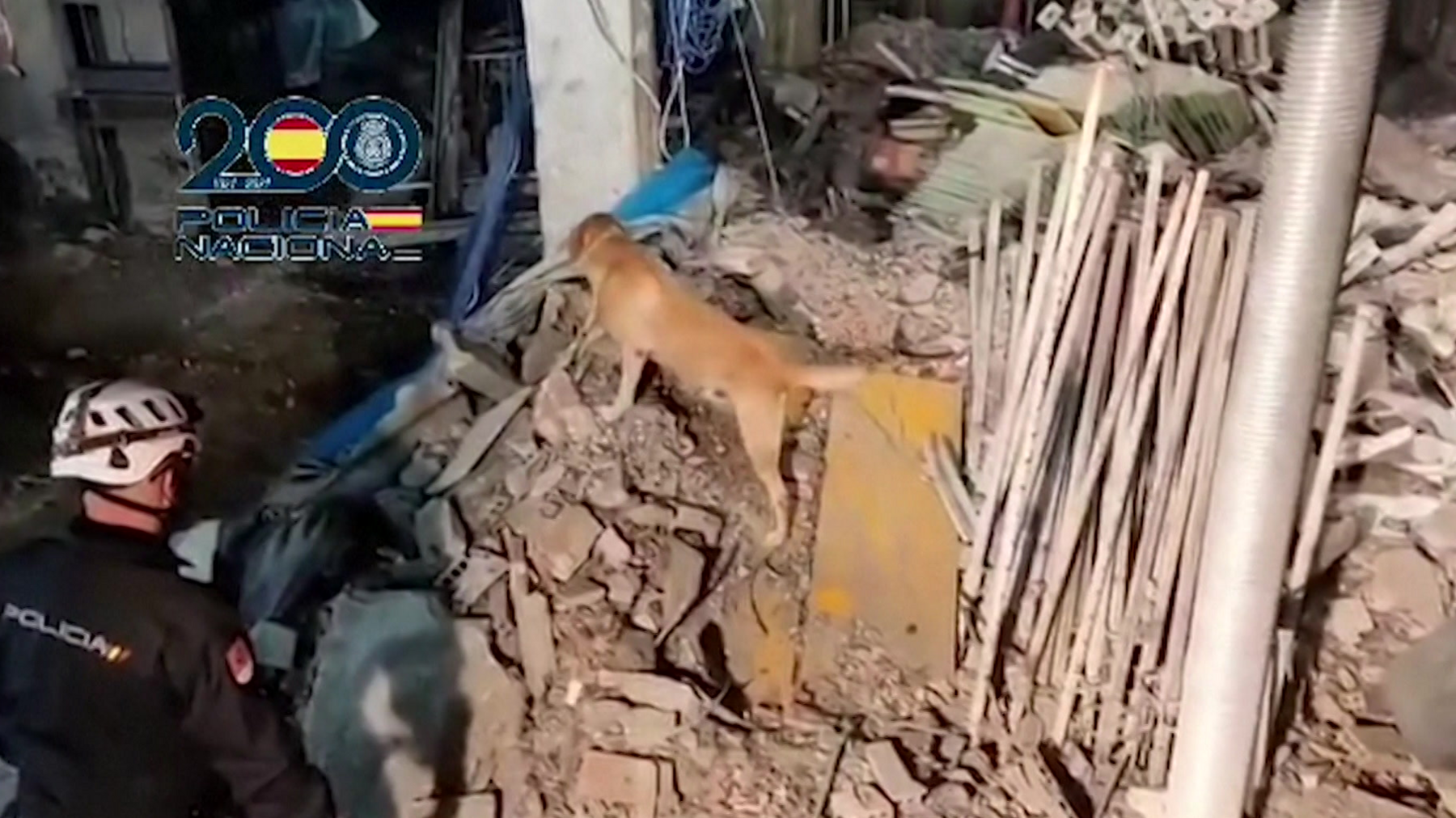 A dog, which appears to be a labrador, is seen stood on a pile of rubble, as a policeman with a helmet looks on inside the building