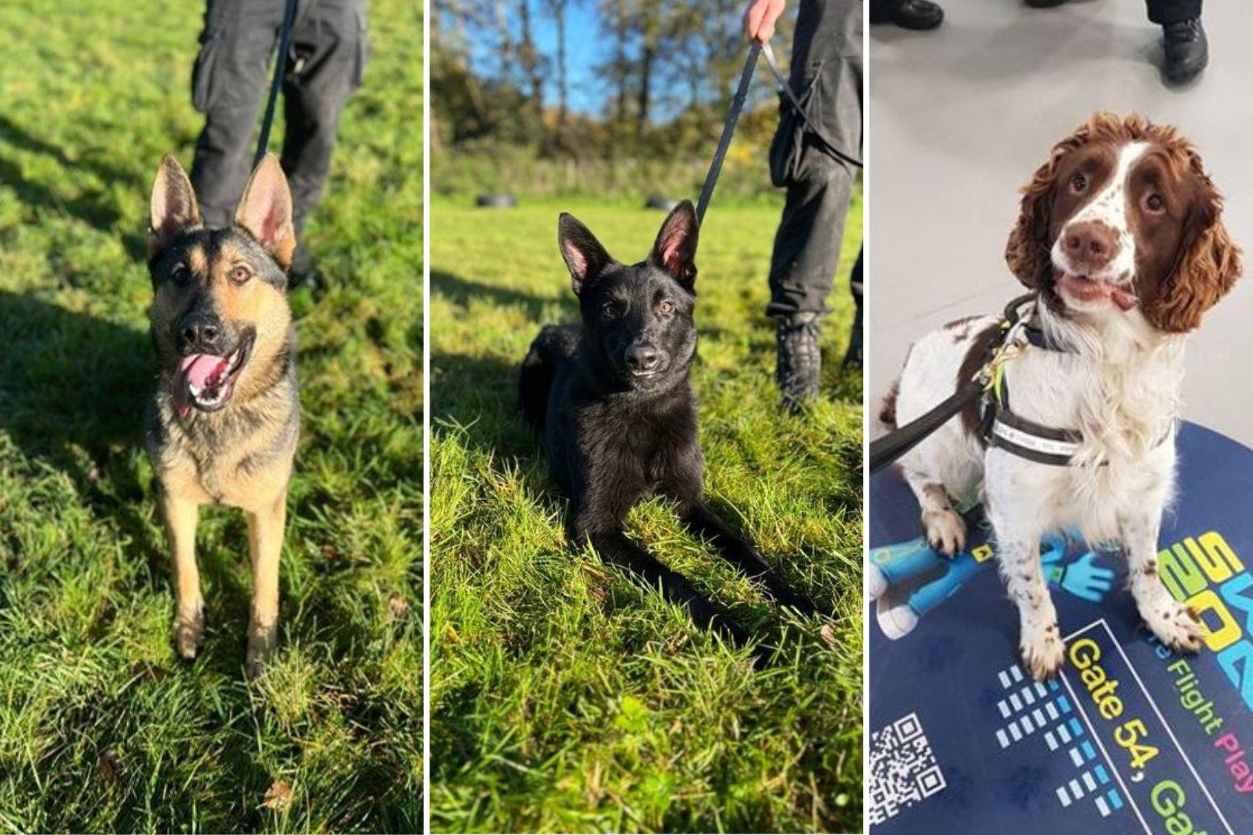 A picture of three dogs Chloe, Ran and Sam who West Midlands Police are trying to find a home for