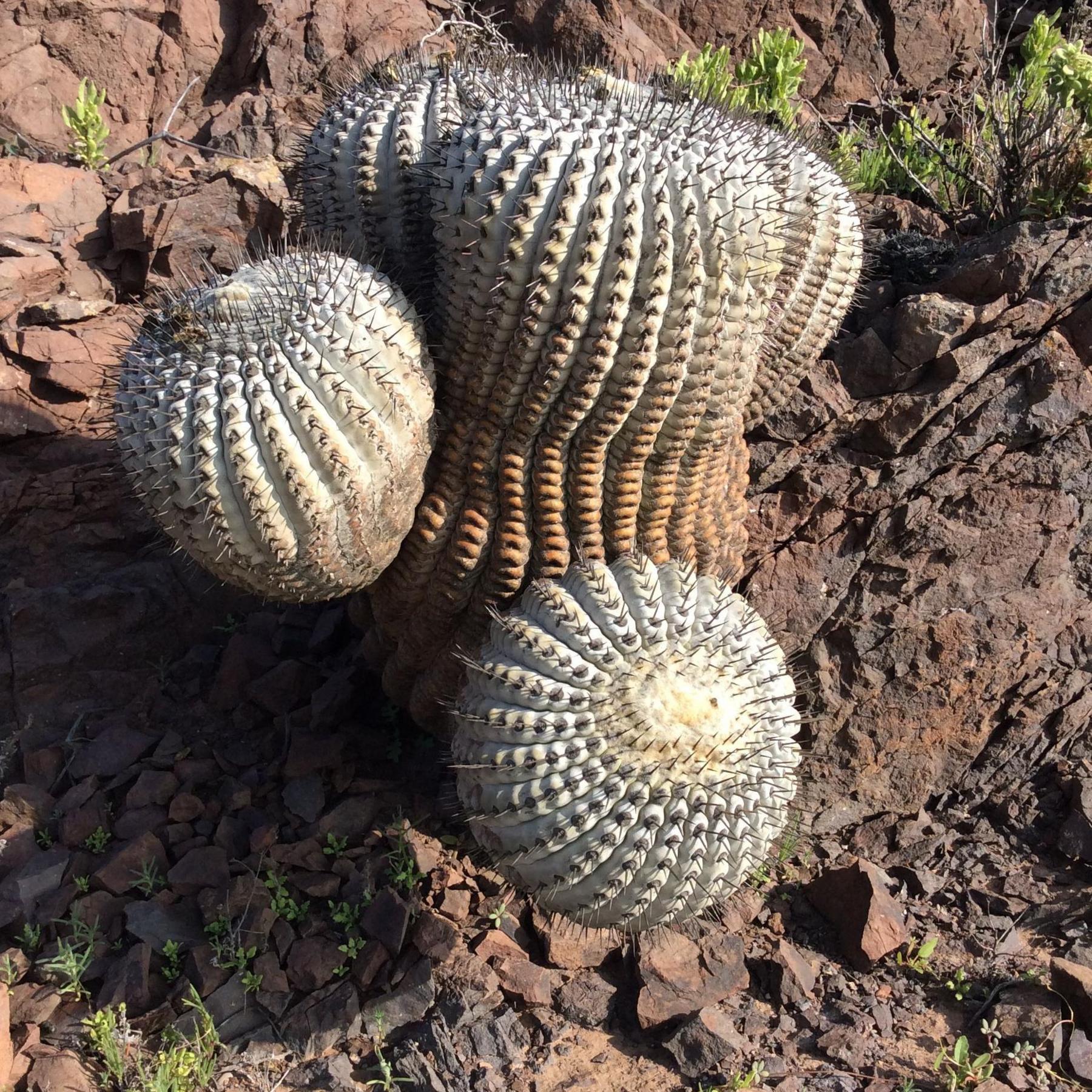 Bulbous, spiky round cacti growing out of red rocks