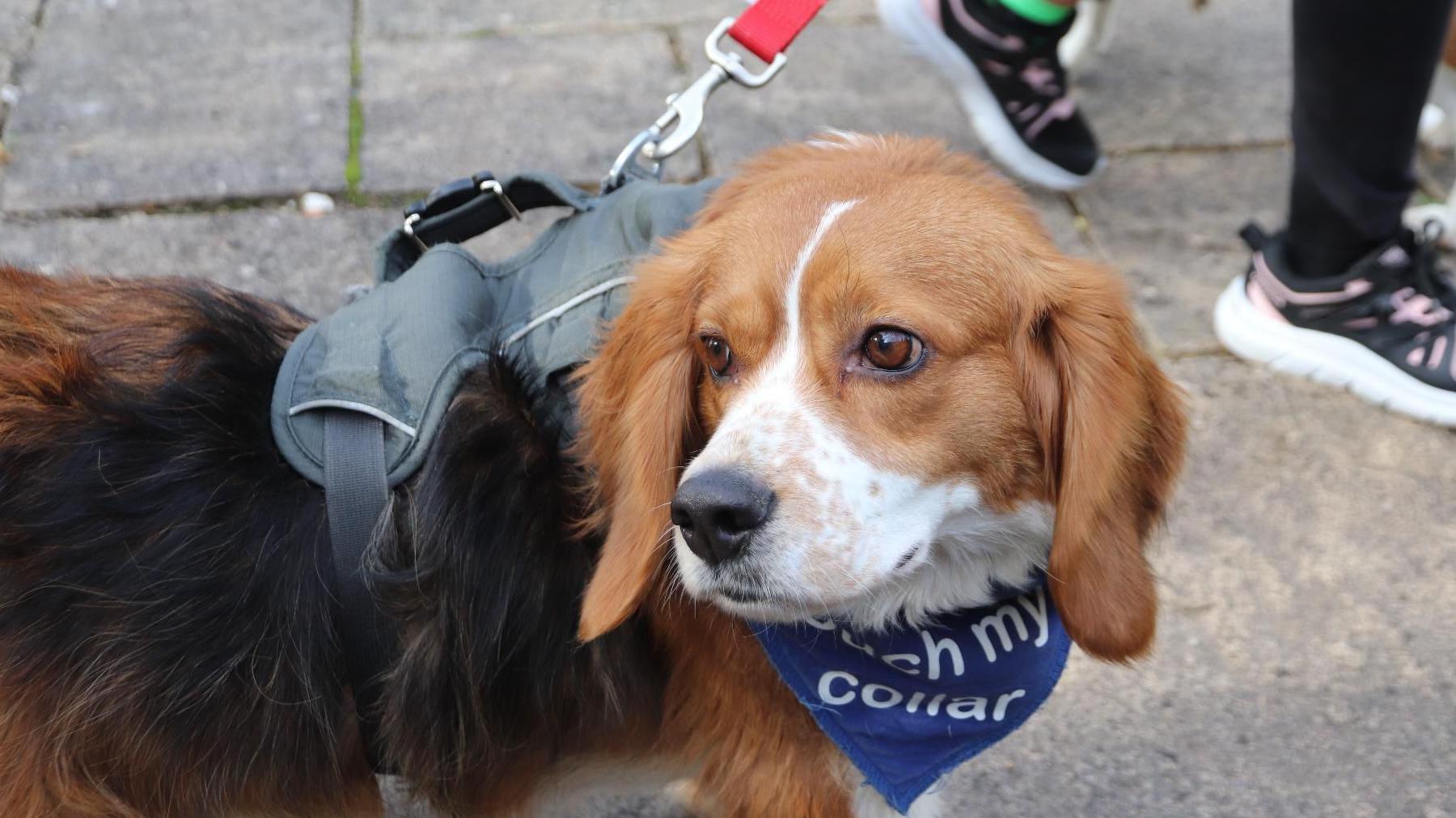 A ginger and white and brown dog, wearing a grey harness and lead, with a blue bandana tie around its neck, is standing in a playground.