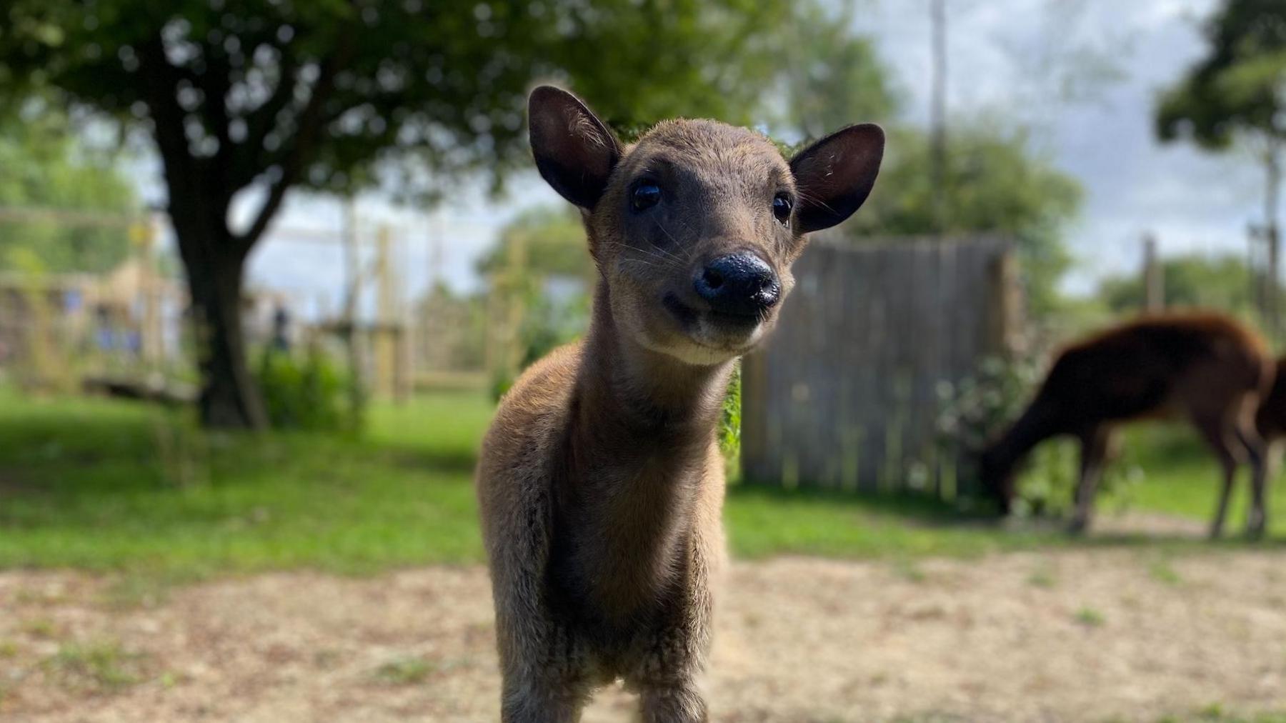A small deer looking at the camera. It is brown with a black nose and big ears. In the background is another deer and grass.