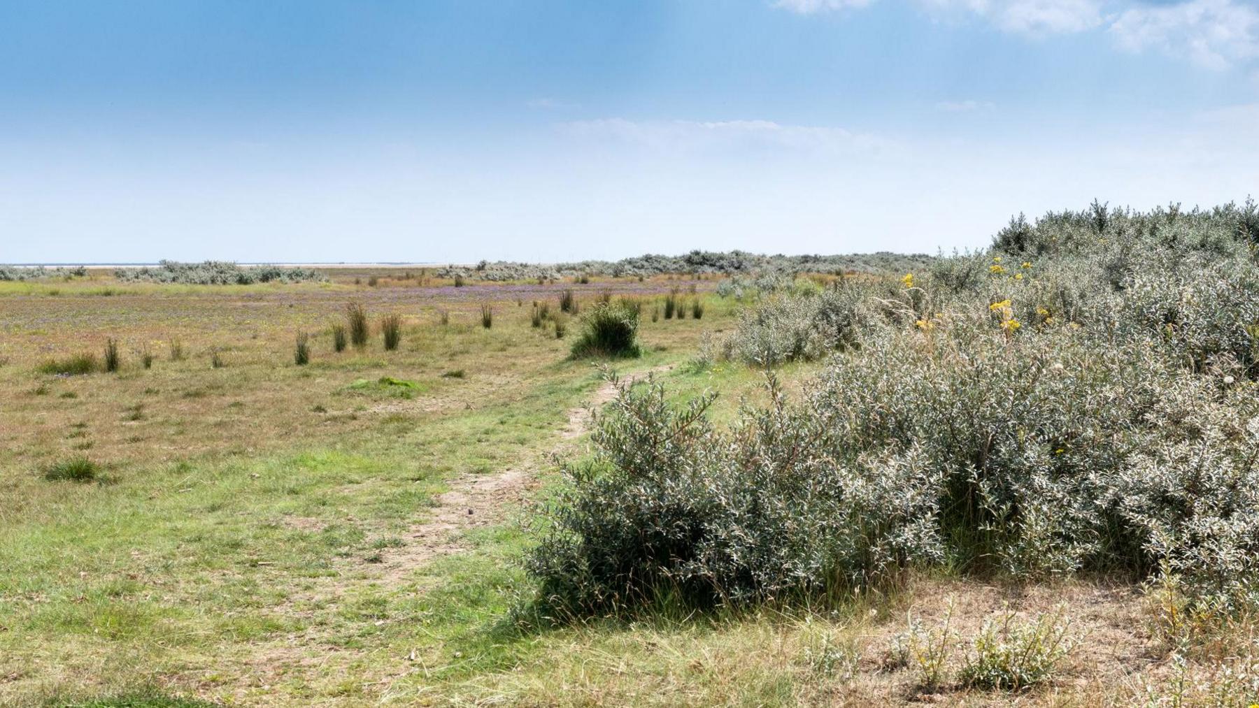 Green plants and grass growing on sand dunes on a coastal landscape.