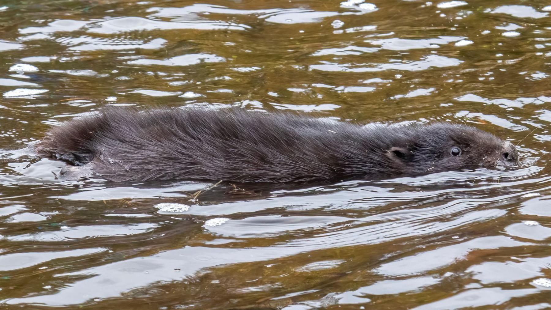 The kit is black in colour with short ears and a black nose. It is swimming through water.