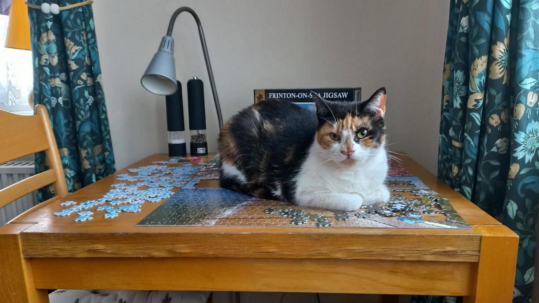 Peterborough's 'no cuddly nonsense' cat seeks loving home - BBC News