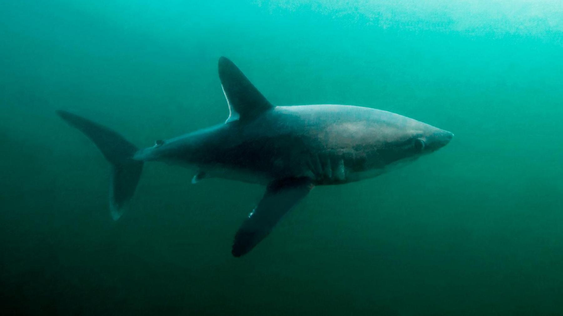 porbeagle shark in the water. 