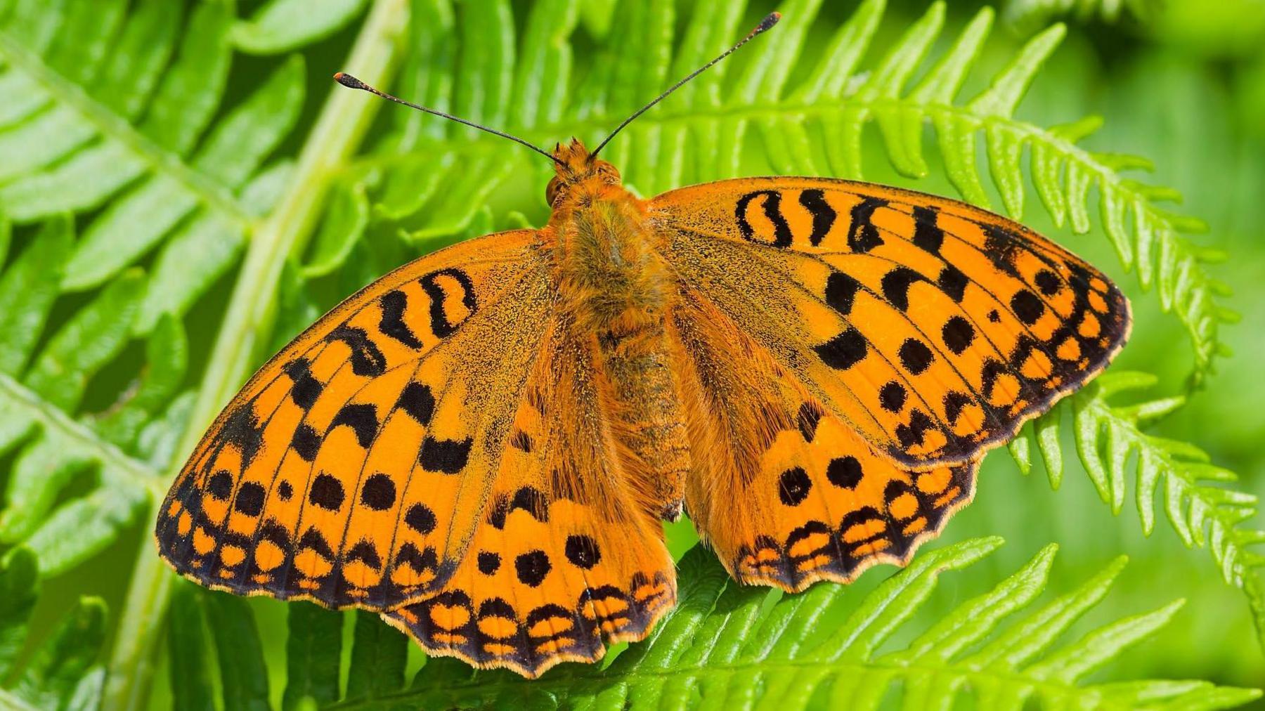 A high brown fritillary butterfly, mainly orange with black spots on its wings and a black border around the edge, sits on a bright green fern.