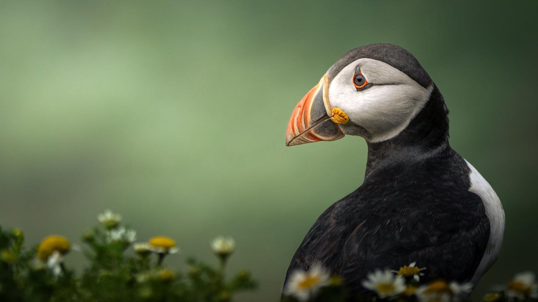 An image of a puffin. The bird is black all over, with white wings, and a white leaf-shaped patch covering the side of its face. It is looking to the left of the frame, while its body faces to the right. Its beak is bright orange and slightly stripey, with a black strip of colour on the beak nearer its face. There is a thin orange outline around its eye. The background is a blurred, dark green. In the foreground, also blurry, are about 14 chamomiles. They are little white flowers with yellow in the centre.