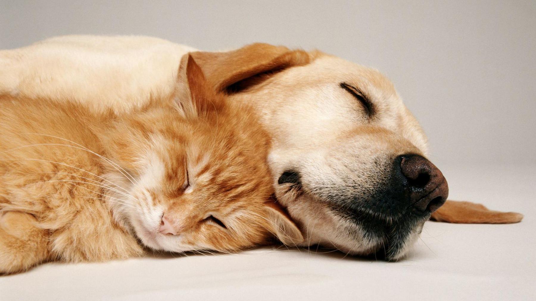 Ginger cat and Golden retriever sleeping cuddled up. 