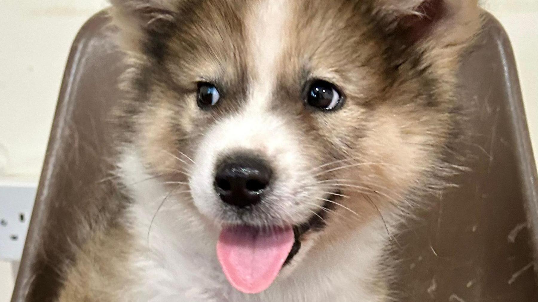 A puppy sitting on a brown chair with its pink tongue hanging out of its mouth