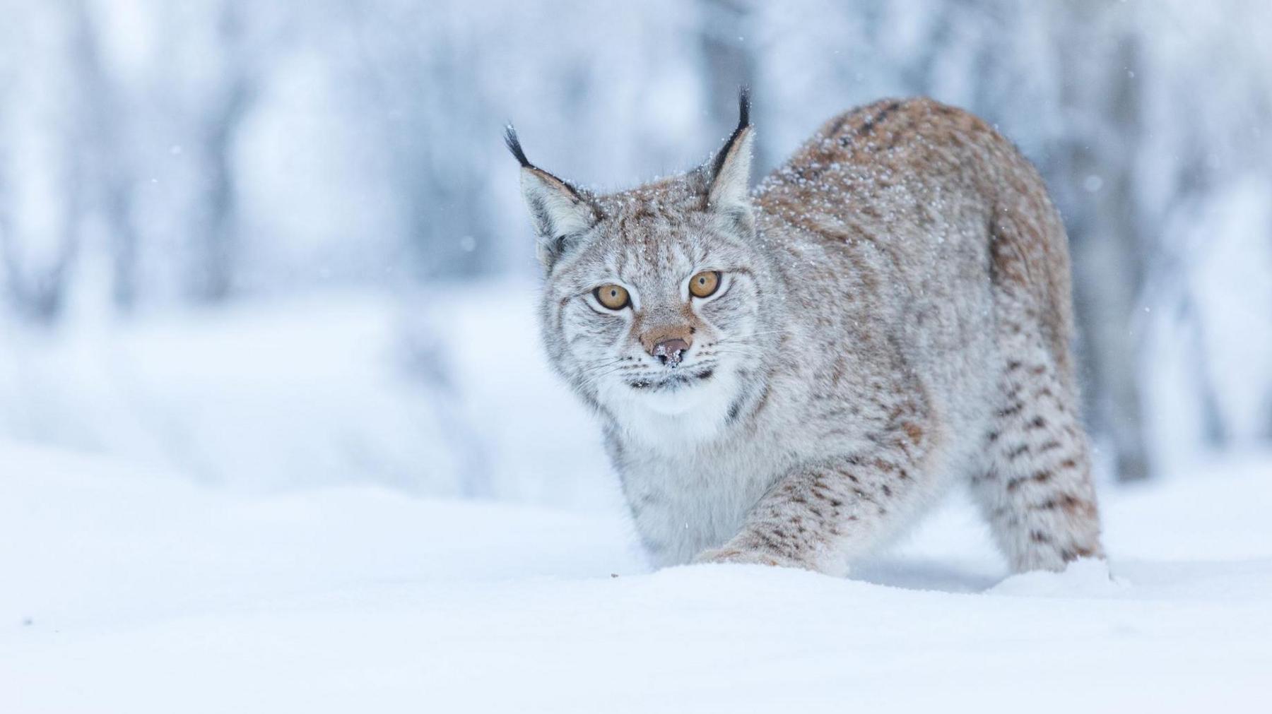 The lynx is walking through deep snow. 