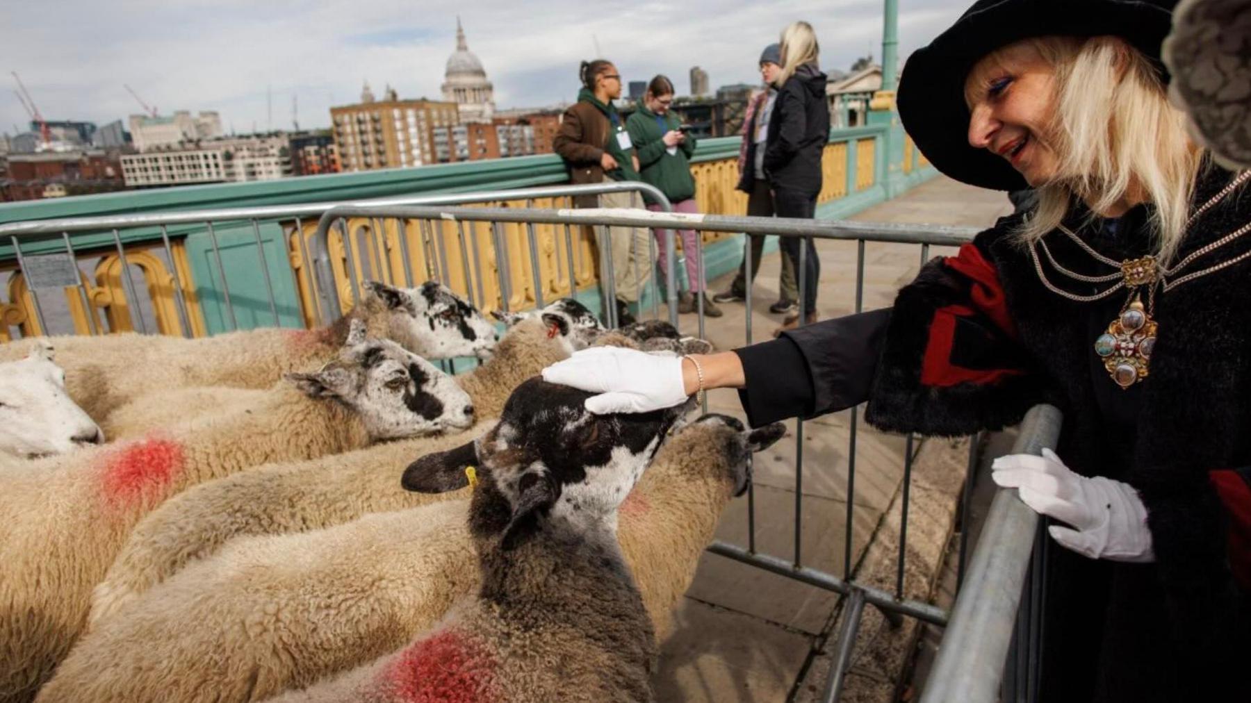 A city of london freeman pats a sheep against the backdrop of the city of london skyline