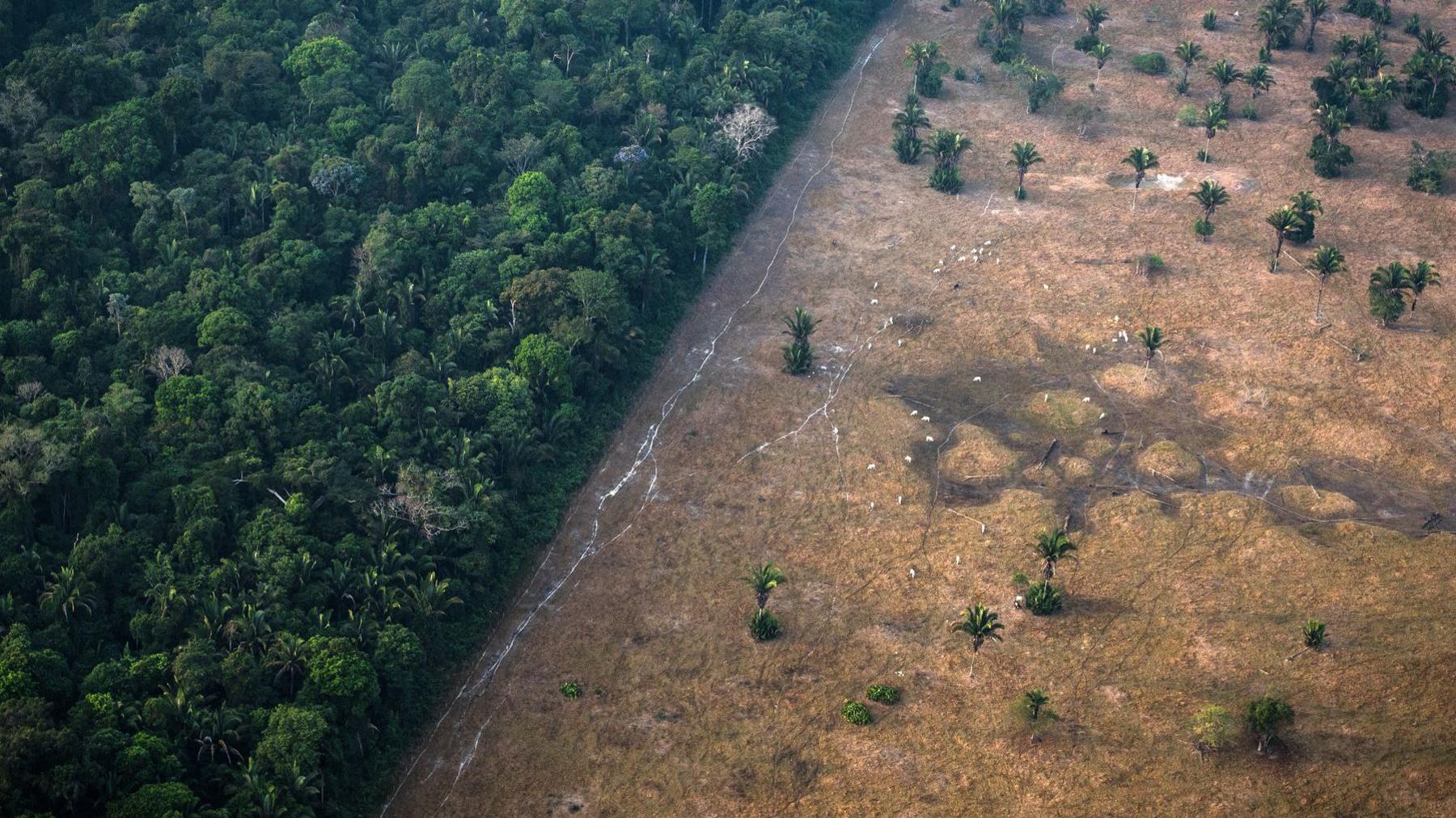 Healthy vegetation sits alongside a field scorched by fire in the Amazon rainforest in Rondonia state, Brazil.