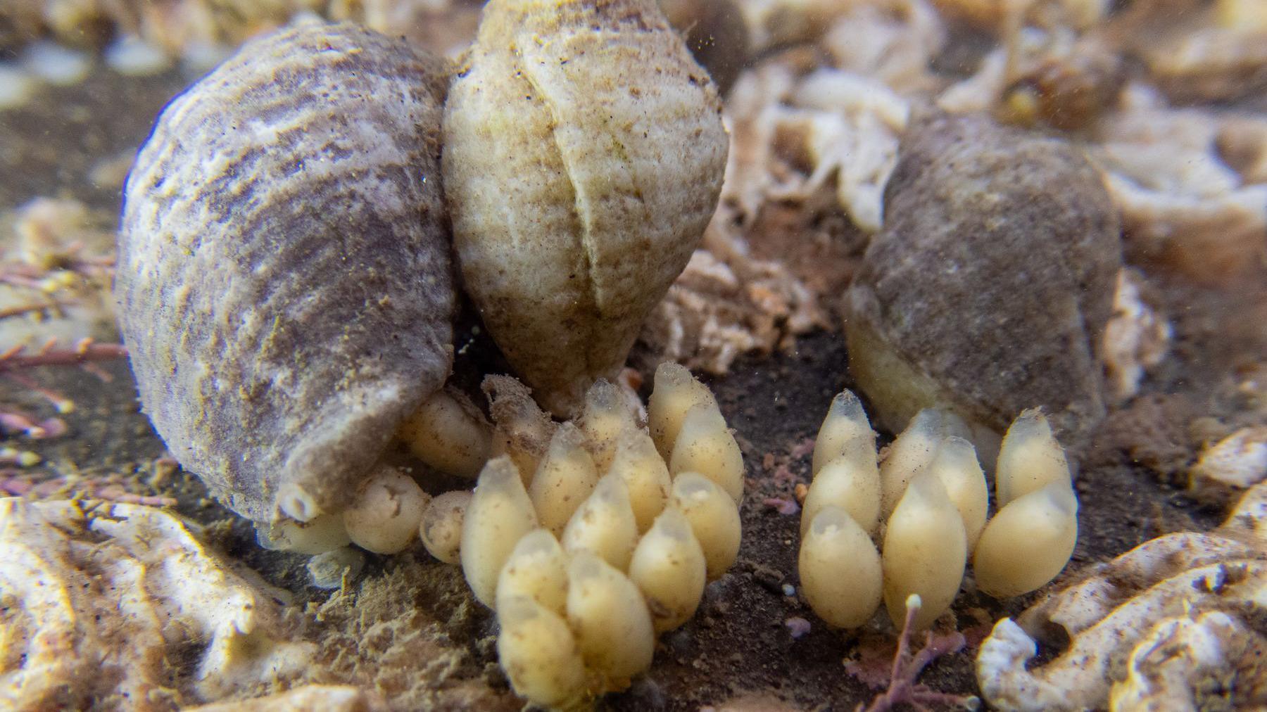 Three shelled whelks producing small groups of tiny shells with baby dog whelks inside.