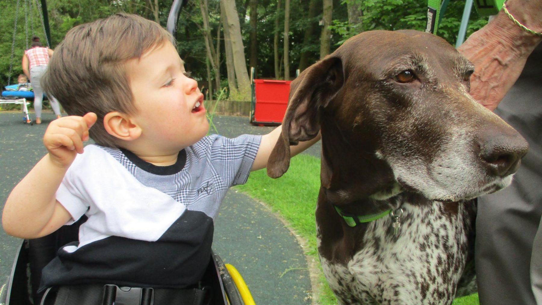 A brown dog with a white mouth and white spots is standing next to a young child. The child is stroking the dog. 