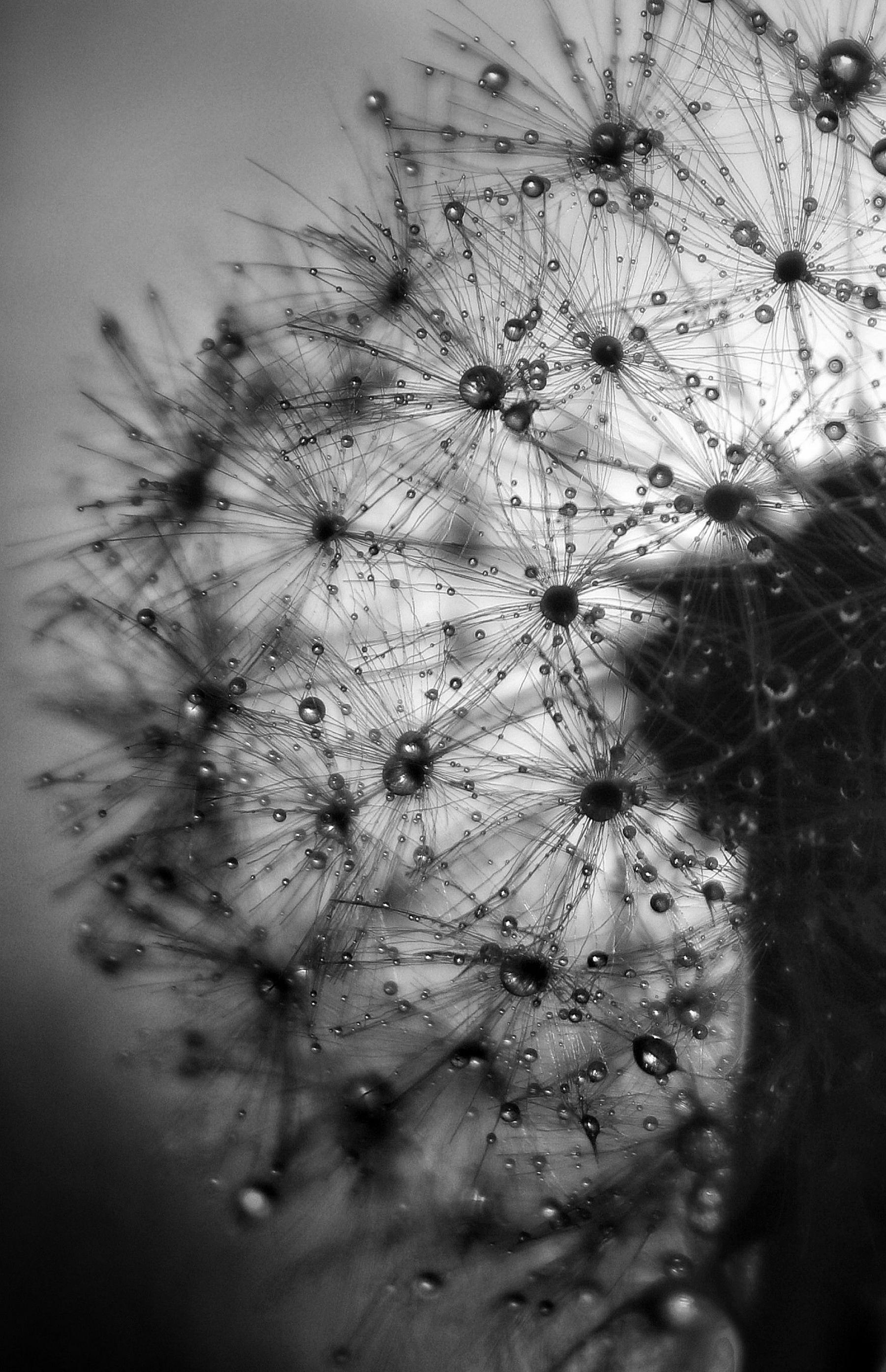 A close up of a plant covered in water droplets