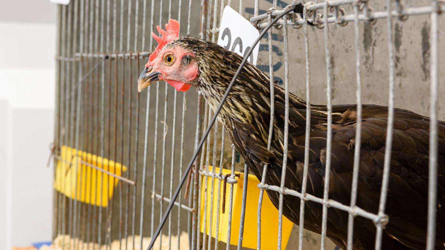 A hen with brown and yellow feathers pokes its head out of a cage at a poultry exhibition. There is a number on the cage and it is placed beside another empty cage.