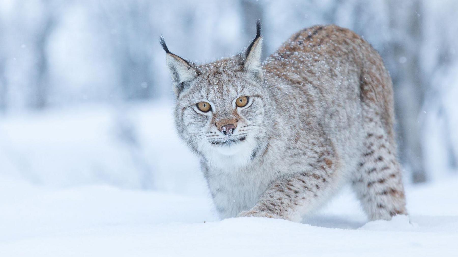 A lynx walking in deep snow in an area of woodland.