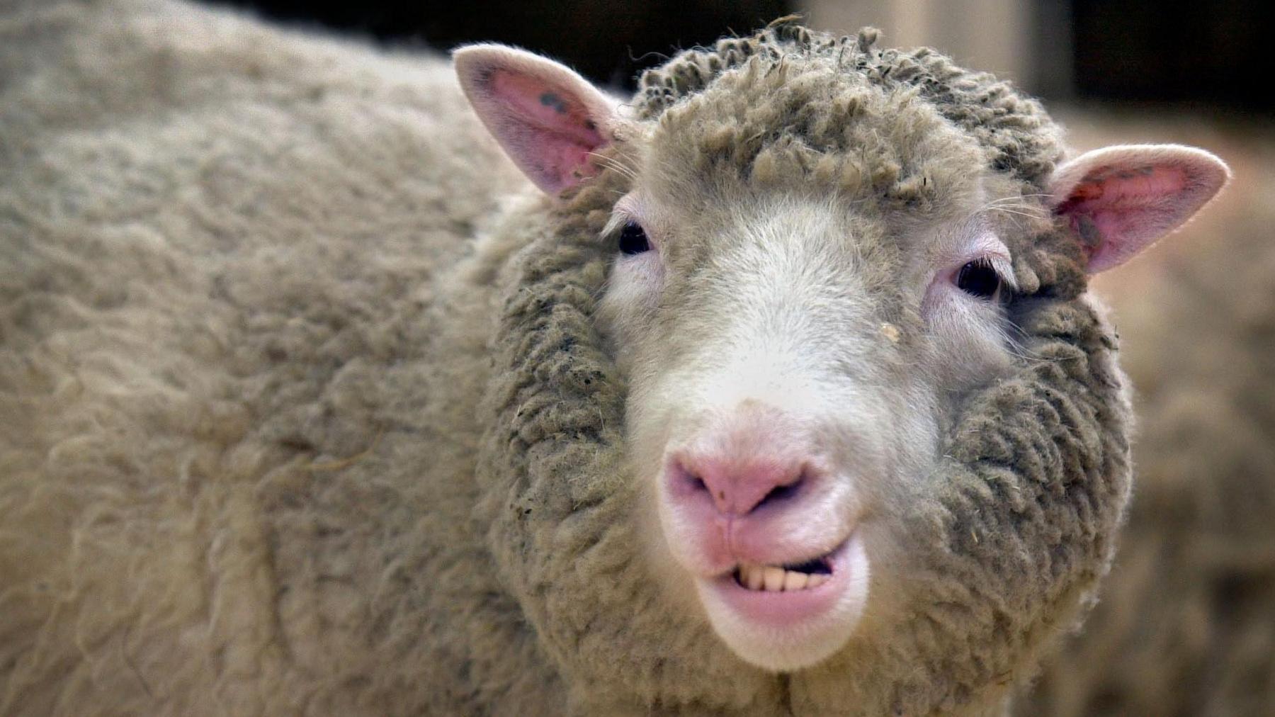 Close up of a white sheep 